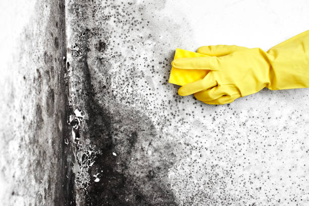 Best Crawl Space Mold Remediation in Turpin Hills, OH