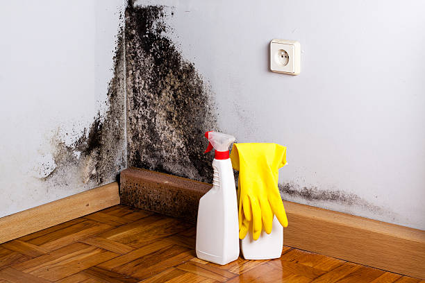 Best Mold Testing and Inspection Services in Turpin Hills, OH