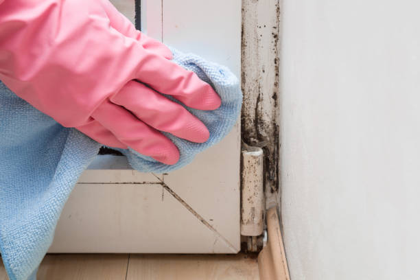 Best Attic Mold Remediation in Turpin Hills, OH