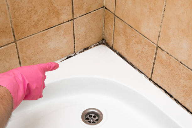 Best Basement Mold Remediation in Turpin Hills, OH